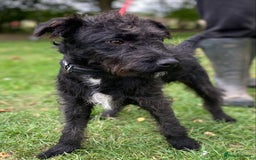 Patterdale Terrier dogs for sale: Patterdale puppy  - Image 4