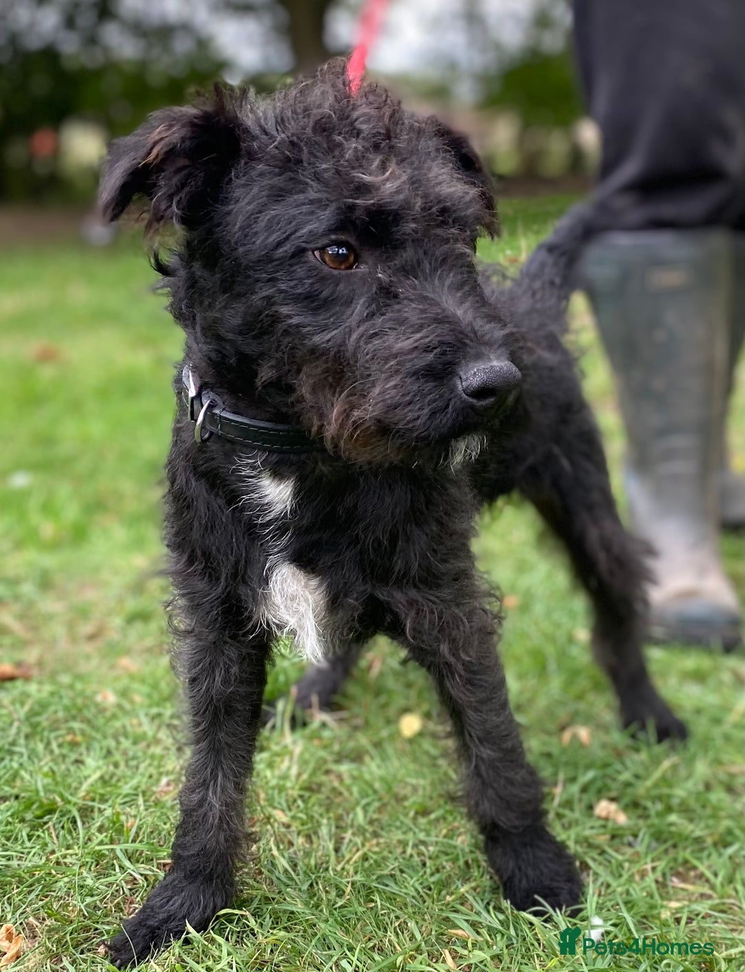 Patterdale Terrier dogs for sale: Patterdale puppy  - Image 4