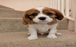 Cavalier King Charles Spaniel dogs for sale: Fully health tested CKCS 🐶💙🐾 - Image 18