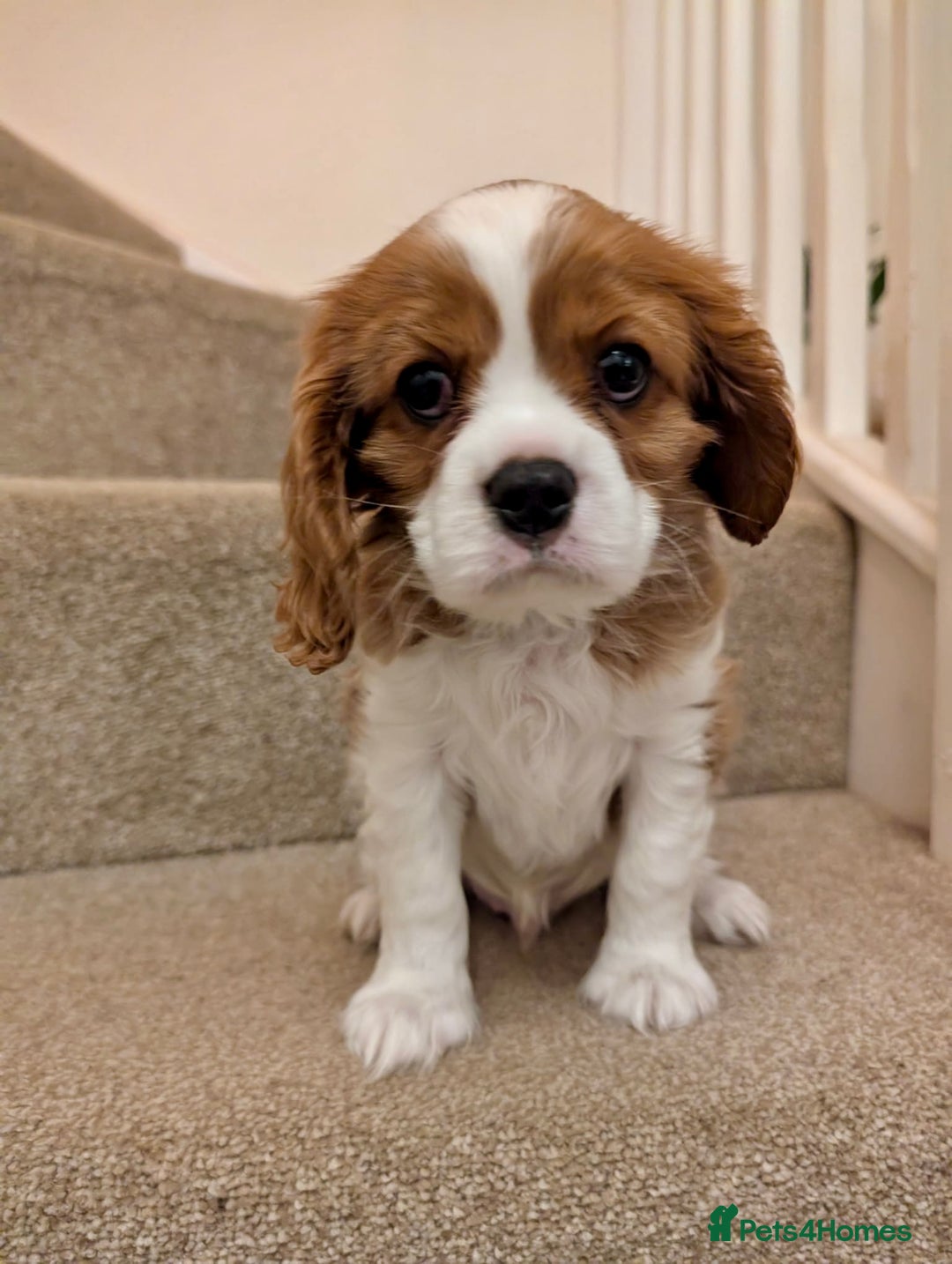 Cavalier King Charles Spaniel dogs for sale: Fully health tested CKCS 🐶💙🐾 - Image 18