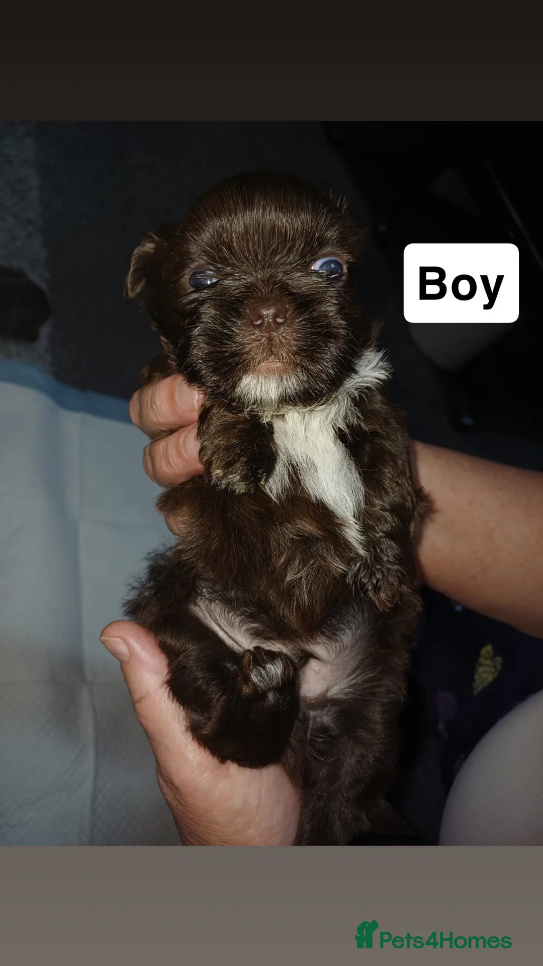 Shih Tzu dogs for sale: Full Breed Shihtzu For Sale  - Advert 6