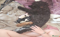 Cavapoo dogs for sale: Adorable girl and boy left - Image 11