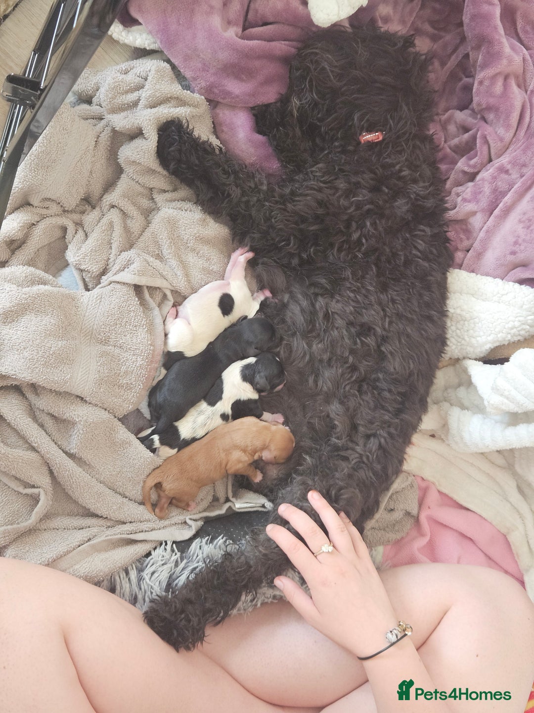 Cavapoo dogs for sale: Adorable girl and boy left - Image 11