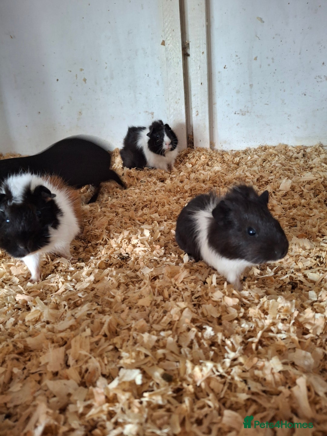 Guinea Pig rodents for sale: Various ages of male guinea pigs  - Image 6