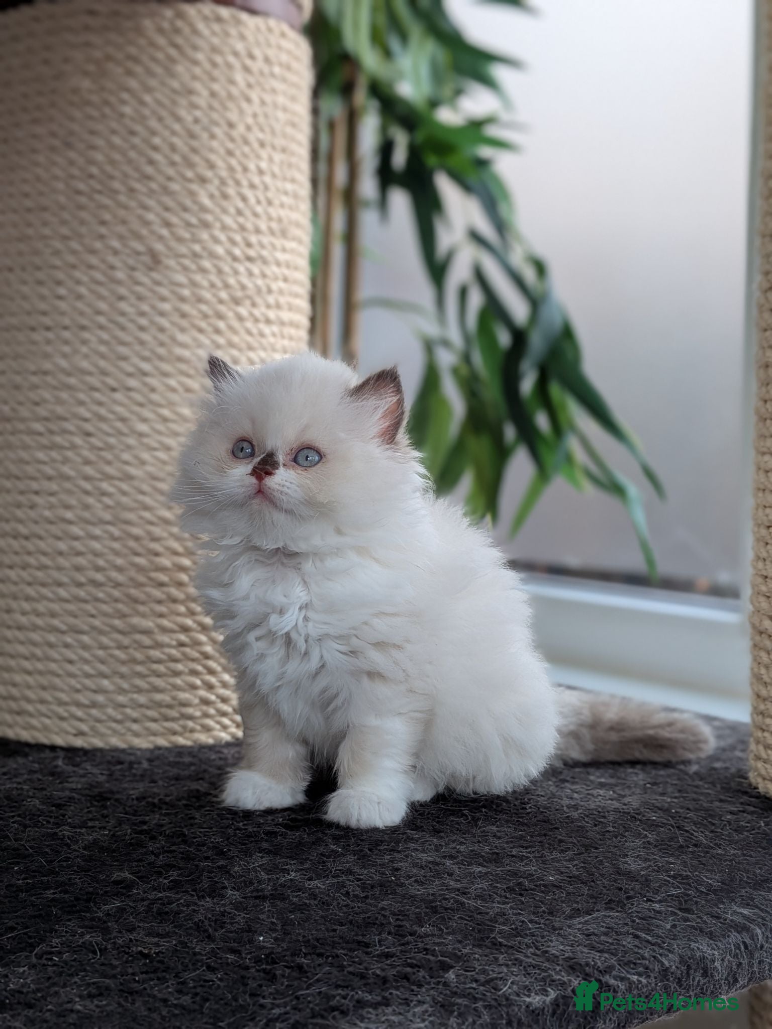 British Longhair cats GCCF British Longhair - Advert 11