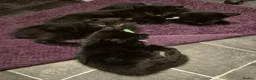 Domestic Shorthair cats for sale: Gorgeous black kittens  in Hayling Island - Advert 8