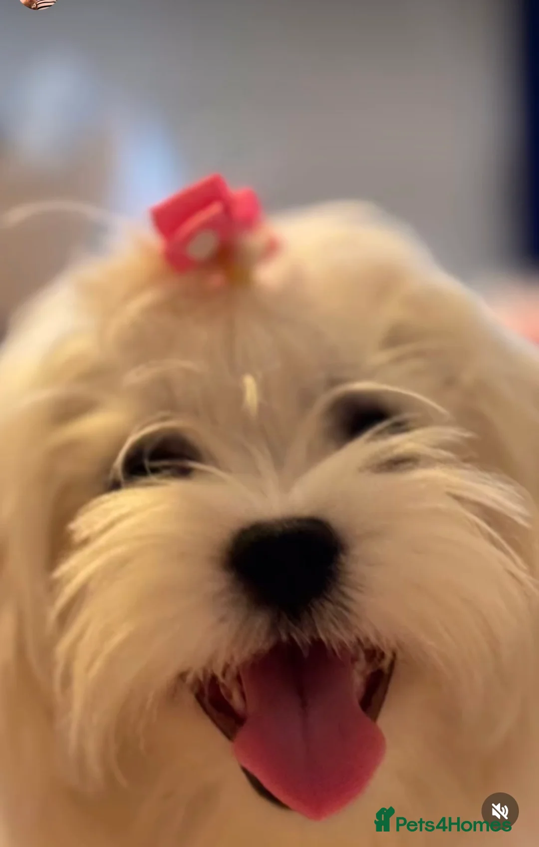 Maltese dogs for sale: Kc registered mini Maltese  - Advert 2