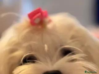 Maltese dogs Kc registered mini Maltese - Advert 4