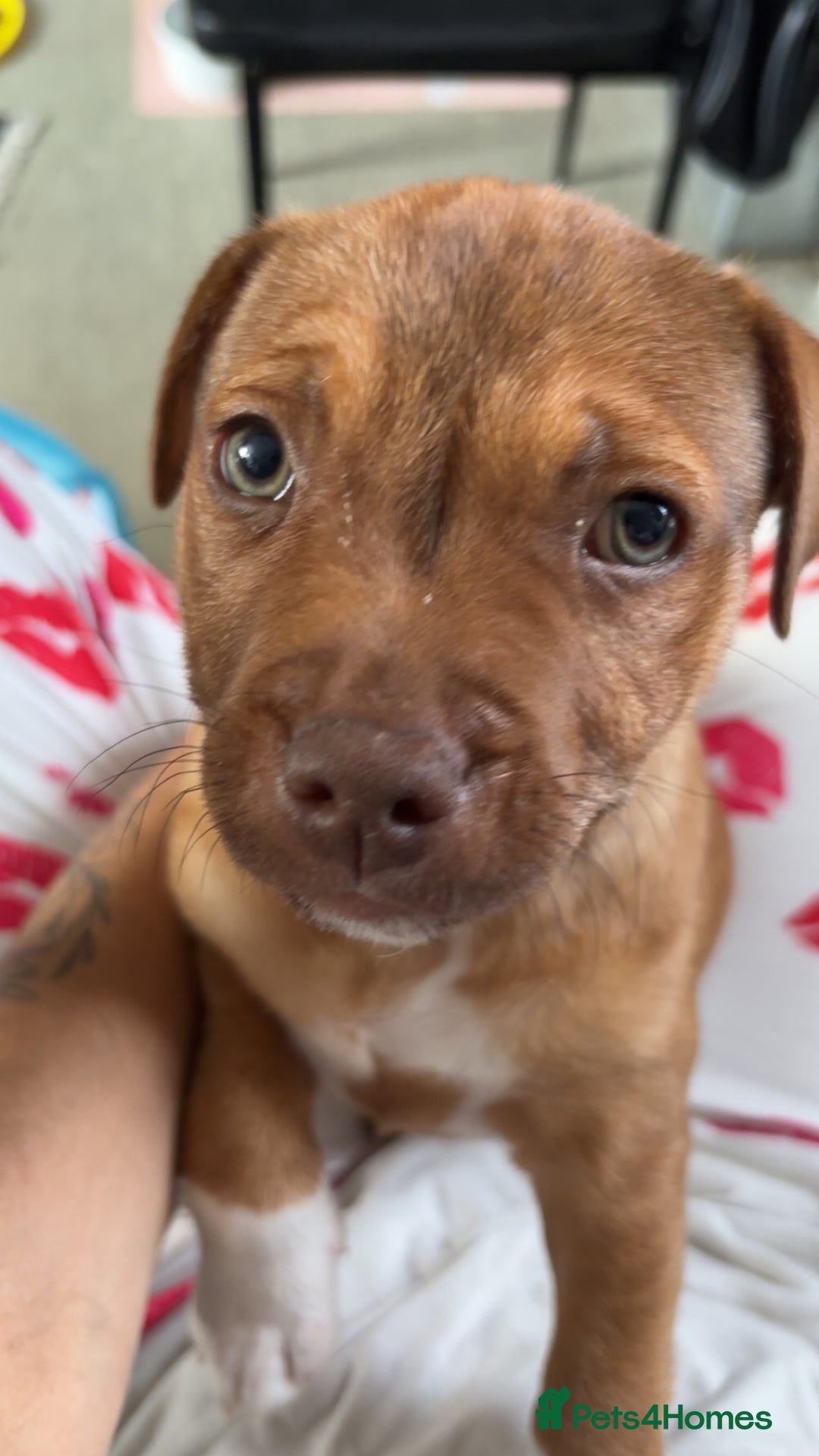Staffordshire Bull Terrier dogs for sale: Beautiful pup for sale  - Image 1