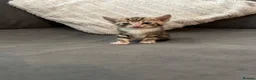 Mixed Breed cats for sale: Beautiful kittens ready for amazing homes  - Advert 19