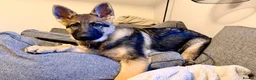 German Shepherd dogs for sale: 4.5 month old male German Shephard - Advert 9