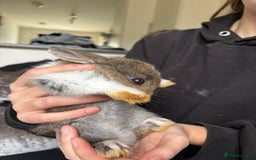 Mixed Breed rabbits for sale: Bunnies for sale  - Image 3