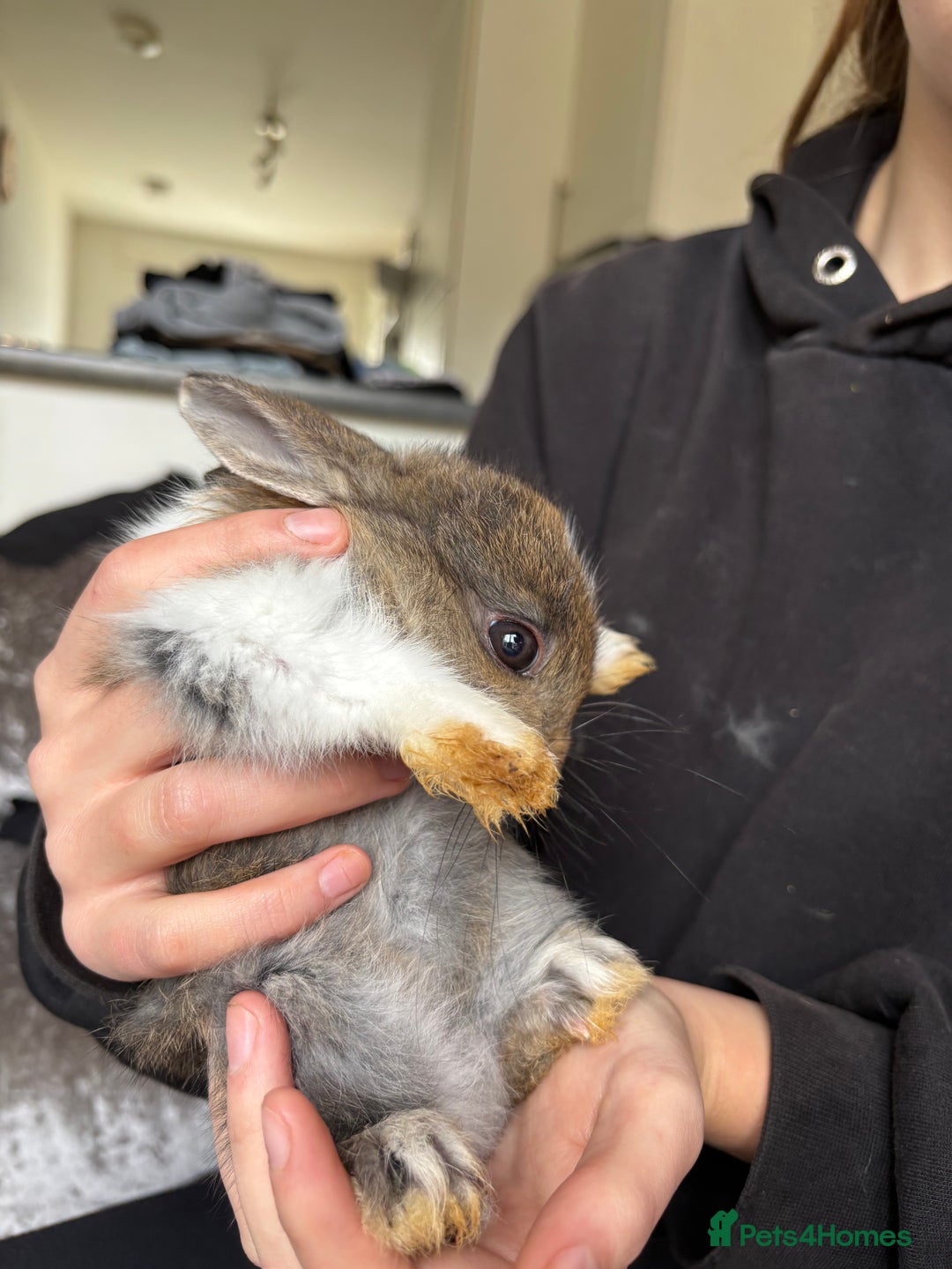 Mixed Breed rabbits for sale: Bunnies for sale  - Image 3