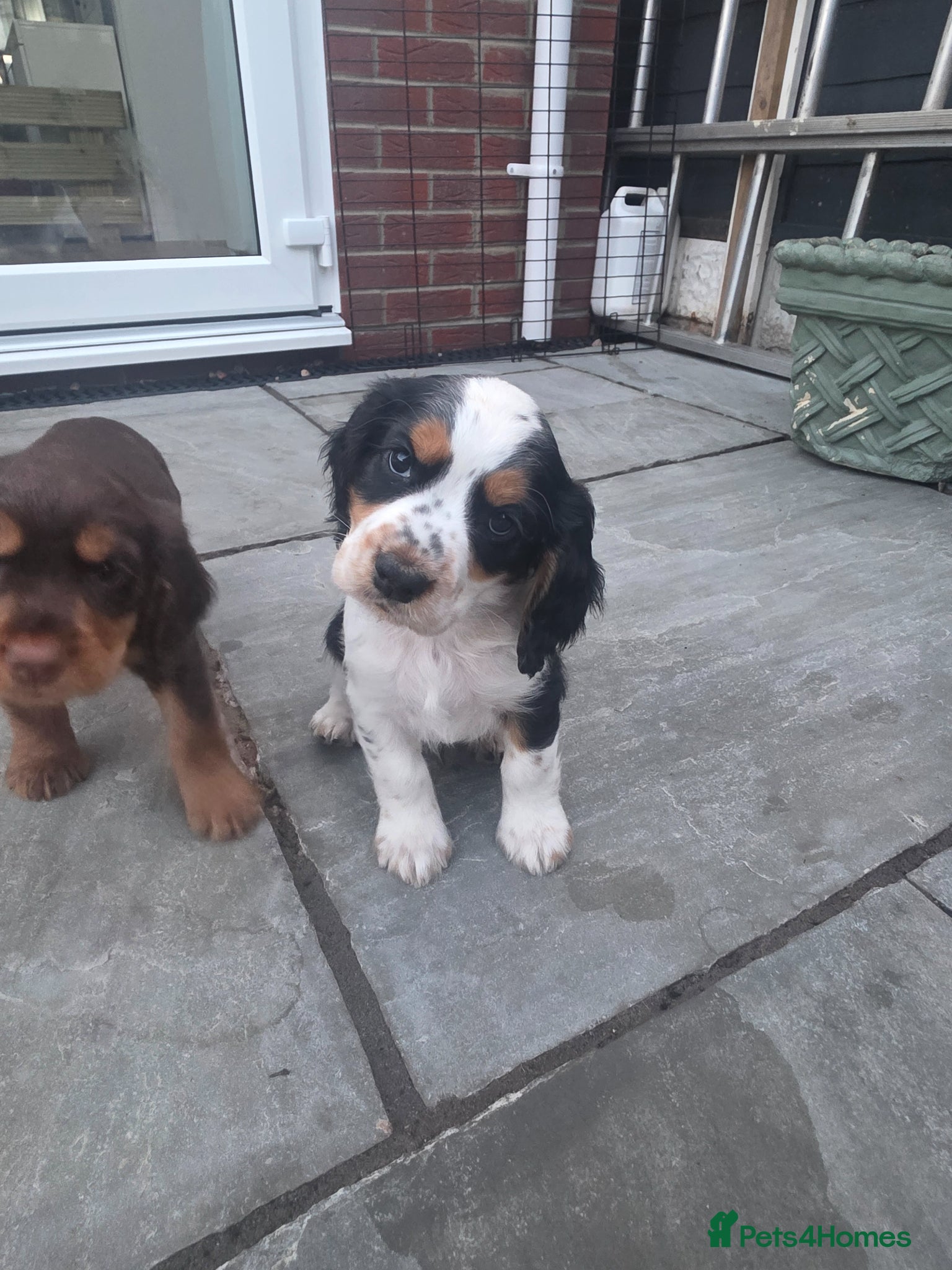 Cocker Spaniel dogs Stunning tri colour cocker boy avalible  - Advert 2