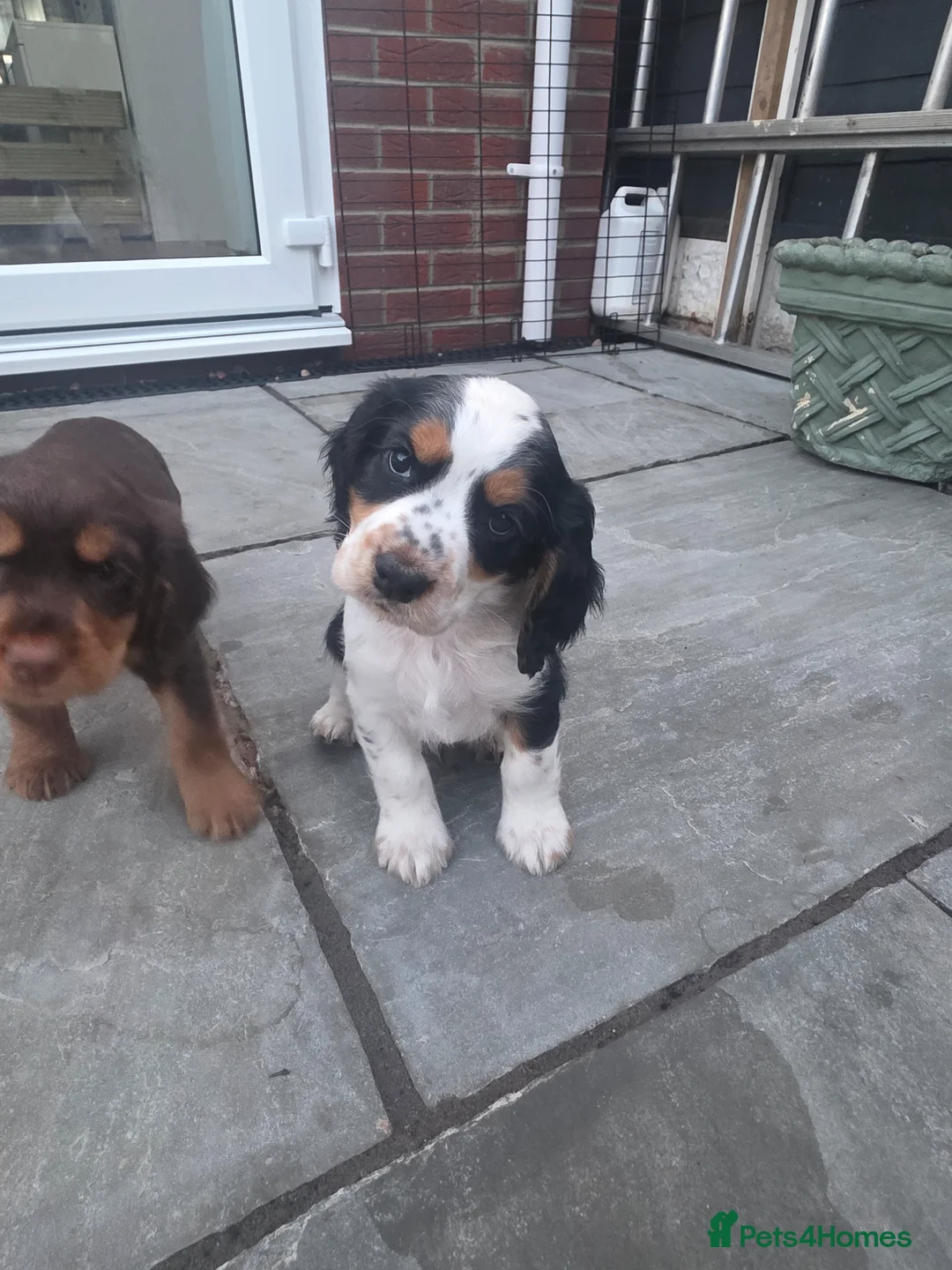Cocker Spaniel dogs for sale: Stunning tri colour cocker boy avalible  - Advert 2
