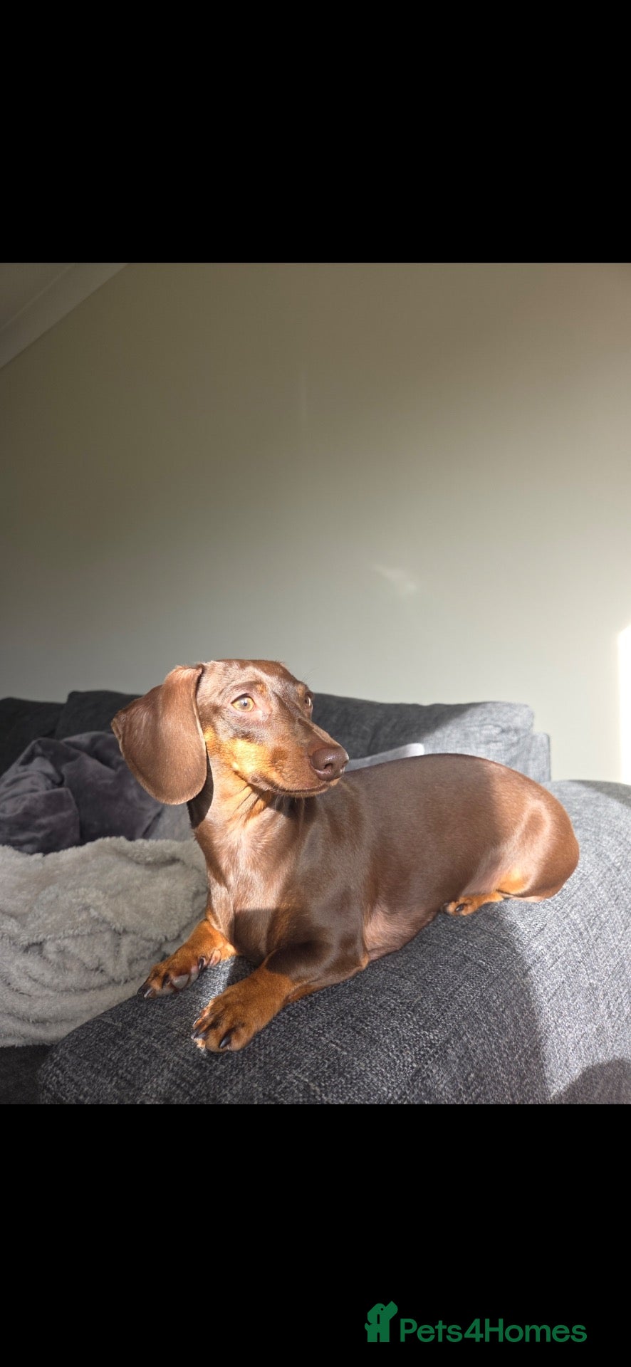 Miniature Dachshund dogs KC Registered Miniature Daschunds for sale!! - Advert 1
