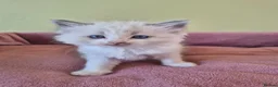 Ragdoll cats for sale: Ragdoll kittens GCCF regsitered - Advert 8