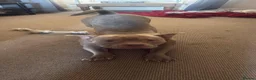 American Bully dogs for sale: Pocket bully  - Advert 2