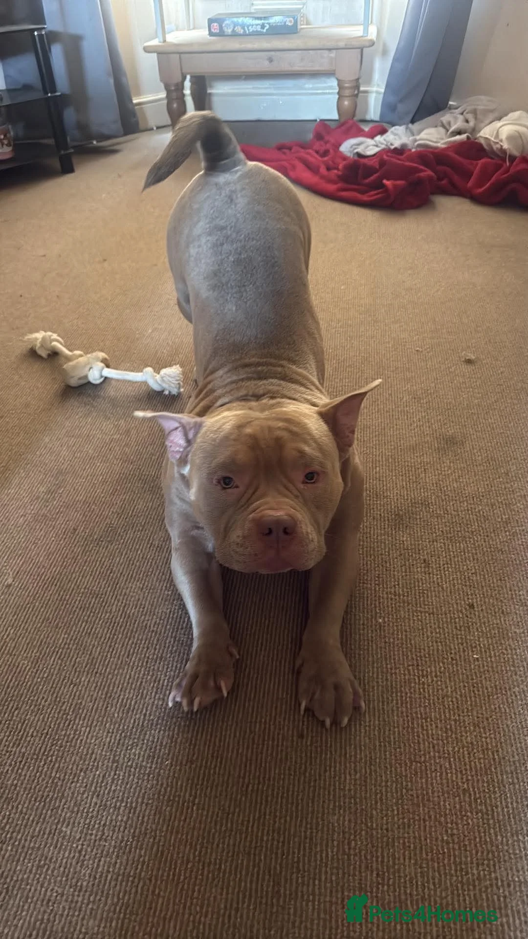 American Bully dogs for sale: Pocket bully  - Advert 2