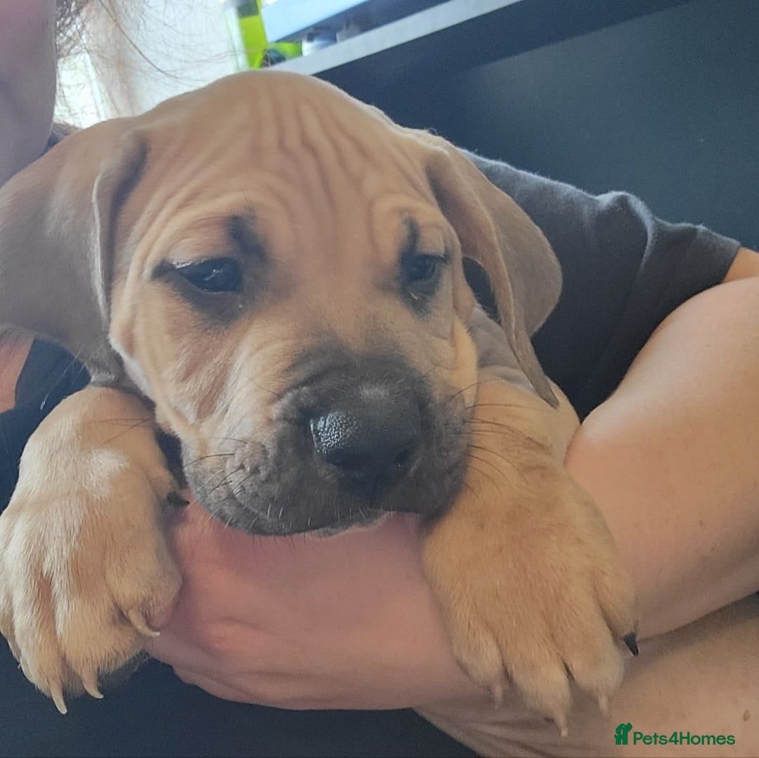 Presa Canario dogs for sale:  Presa Canario Puppies – Ready to leave now - Advert 15
