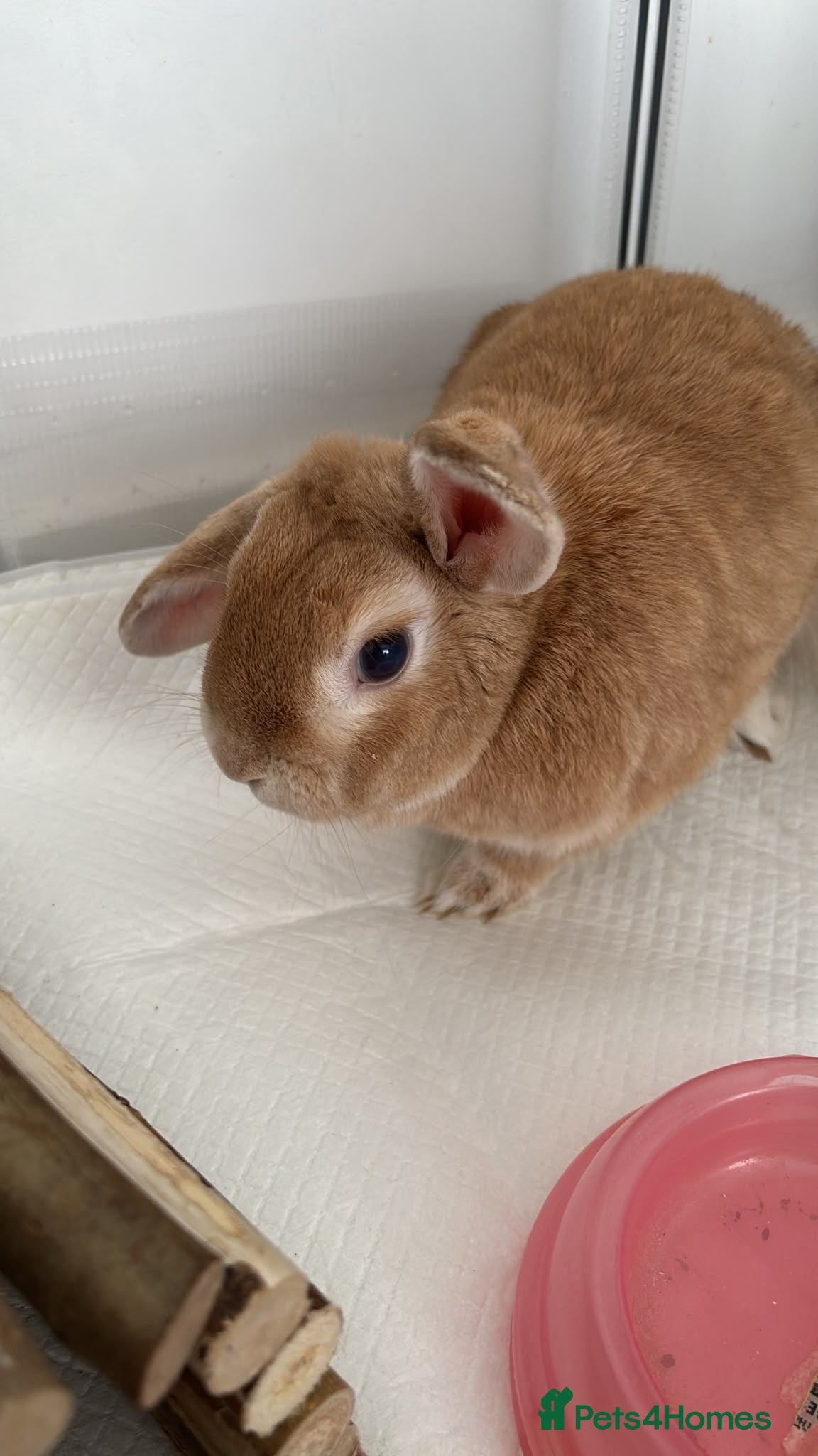 Mixed Breed rabbits Rabbit to go to a good home - Advert 1