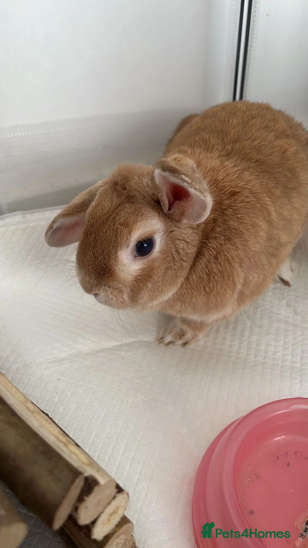 Mixed Breed rabbits for sale: Rabbit to go to a good home - Advert 1