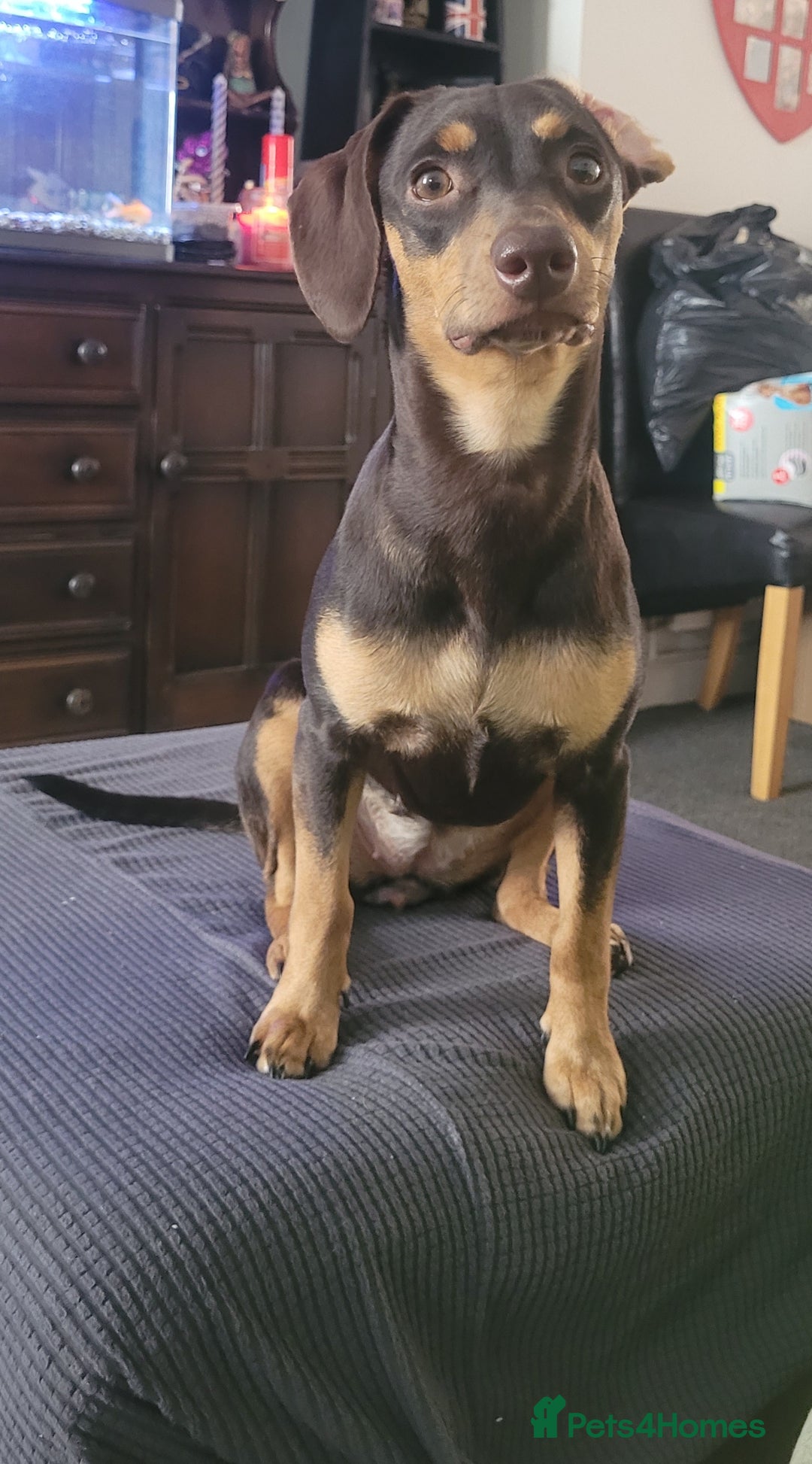 Mixed Breed dogs for sale: Three Dachshund crosses for sale - Image 5