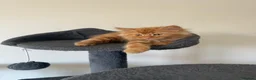 Mixed Breed cats for sale: Kittens for sale  - Advert 10