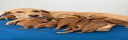 Labradoodle dogs for sale: Extensively Health Tested F1 Miniature Labradoodle - Advert 13