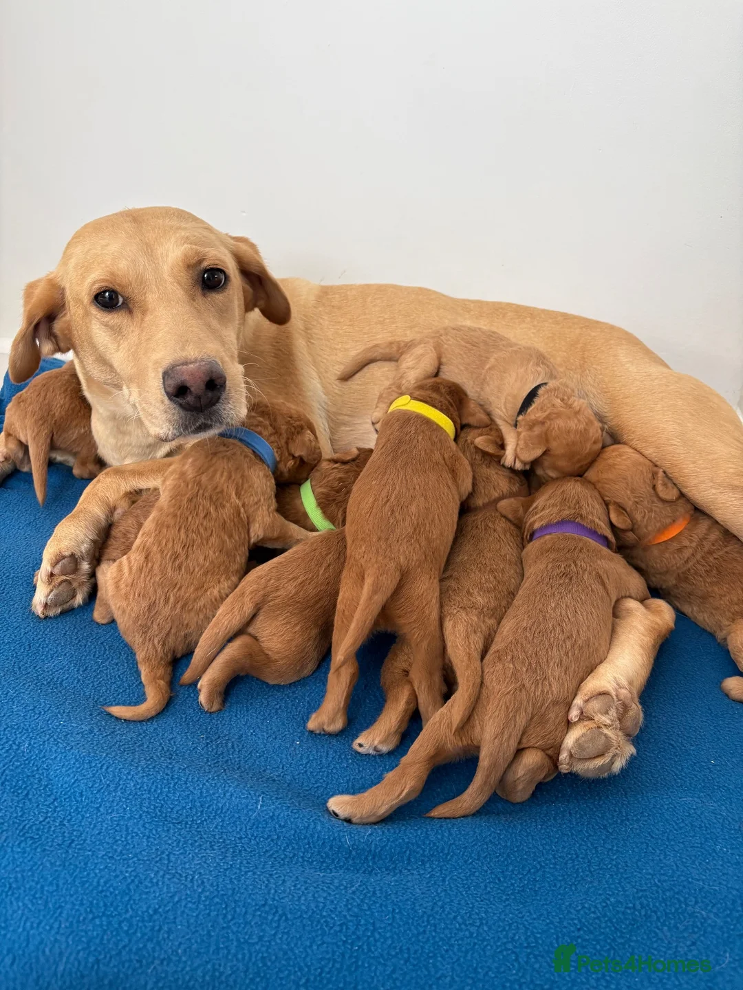 Labradoodle dogs for sale: Extensively Health Tested F1 Miniature Labradoodle - Advert 13