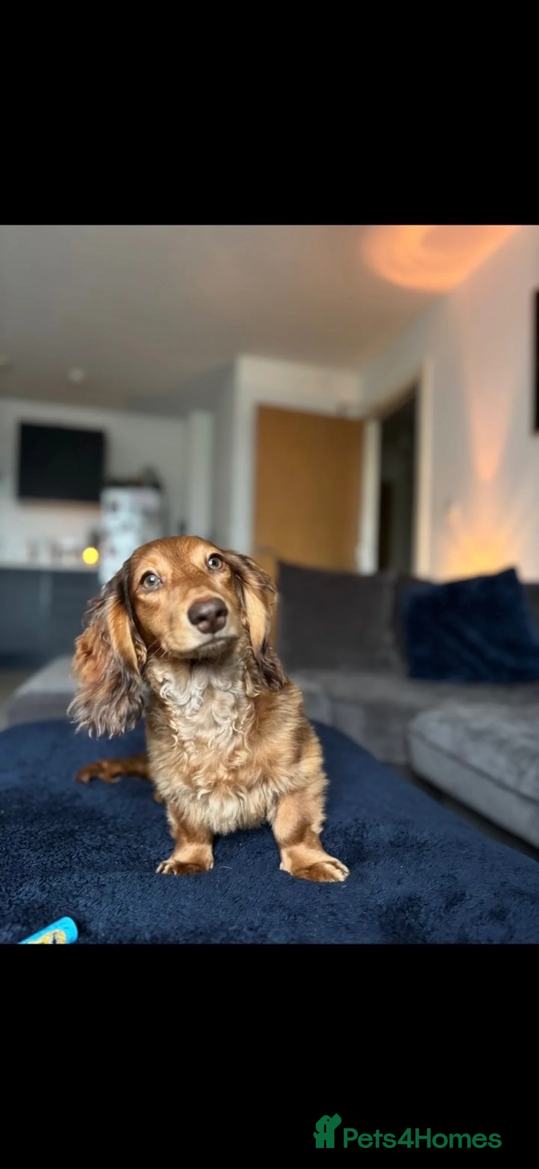 Miniature Dachshund dogs for sale: Rehoming🏡 - Advert 1