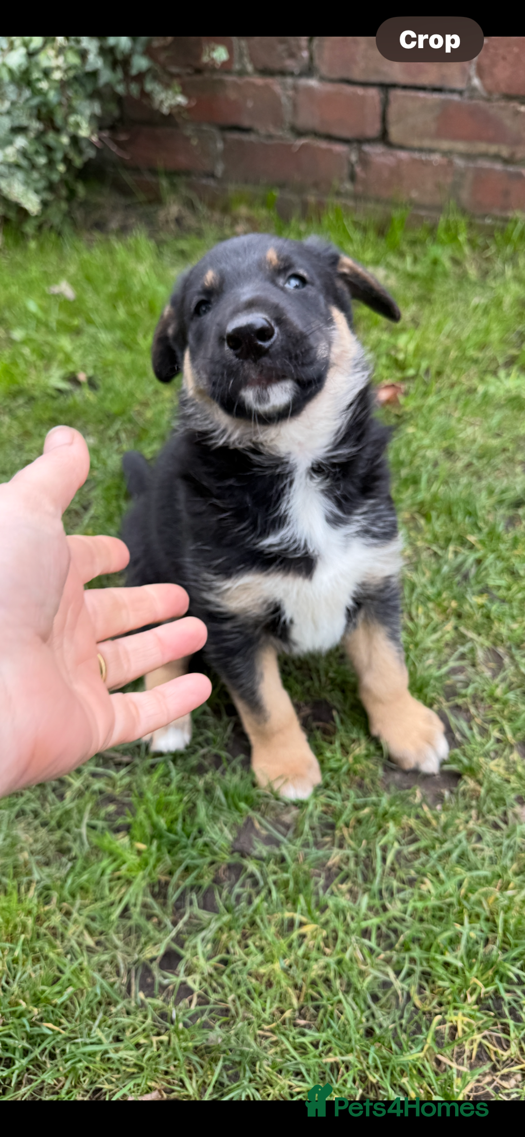 Mixed Breed dogs for sale: 3 fluffy Shollie German Shepard x Boarder Collie - Image 22