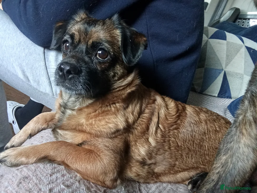 Mixed Breed dogs for sale: Pikenise cross Jack Russel  - Advert 2