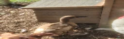 Ducks poultry for sale: Female Khaki Campbell duck for sale - Advert 2