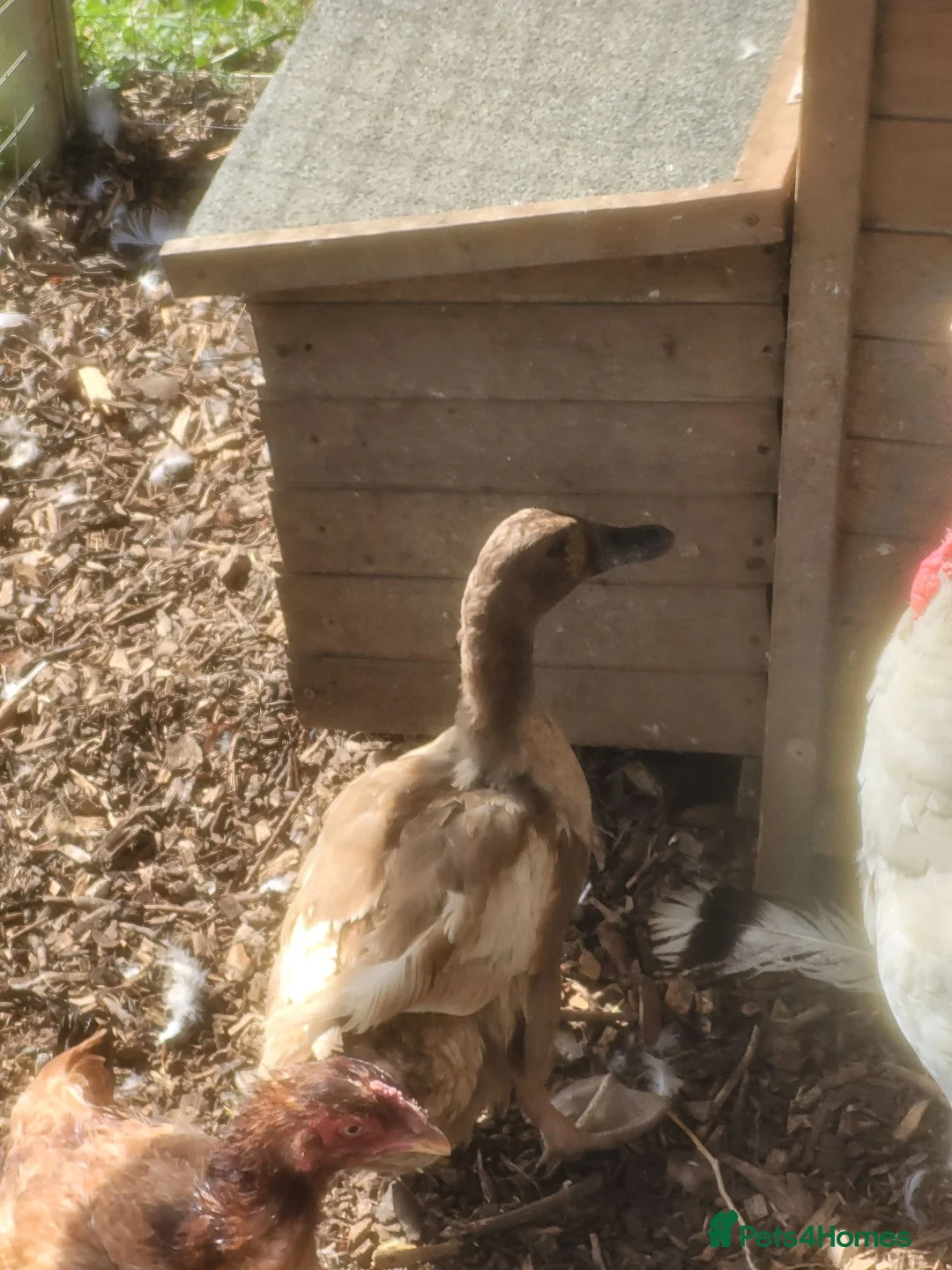 Ducks poultry for sale: Female Khaki Campbell duck for sale - Advert 2