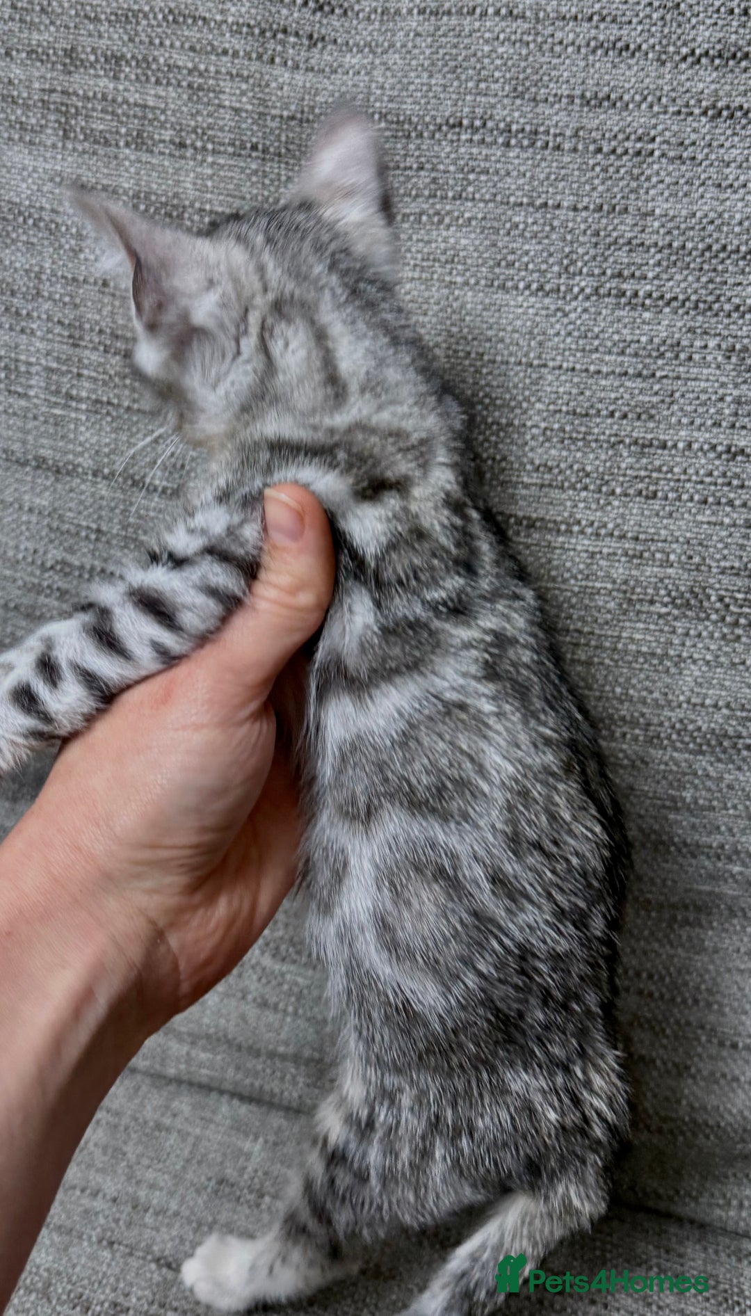 Bengal cats for sale: purebred Bengal kittens - Advert 8