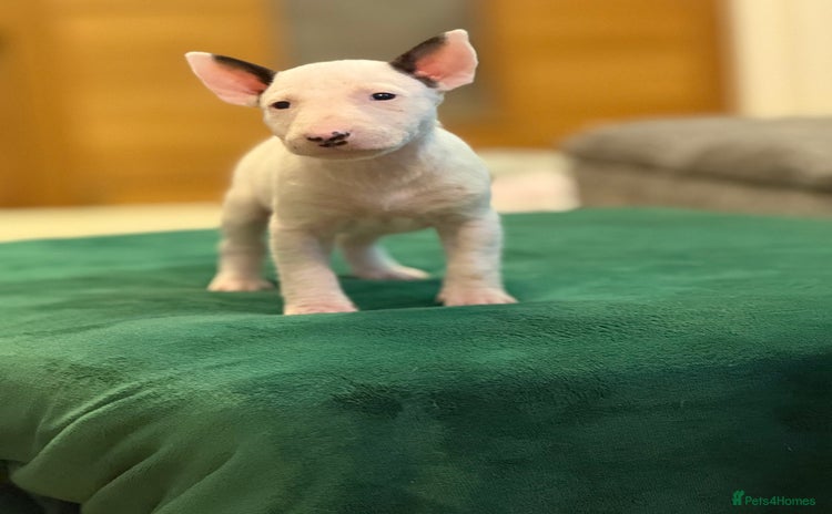 English Bull Terrier dogs - Advert 2