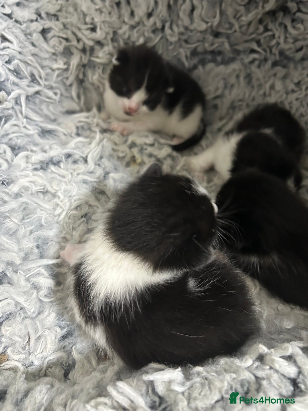 Mixed Breed cats for sale: Kittens are ready now 8 weeks old  - Advert 16
