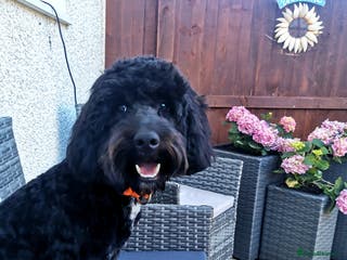 Cockapoo dogs Cockapoo for Stud - Advert 1