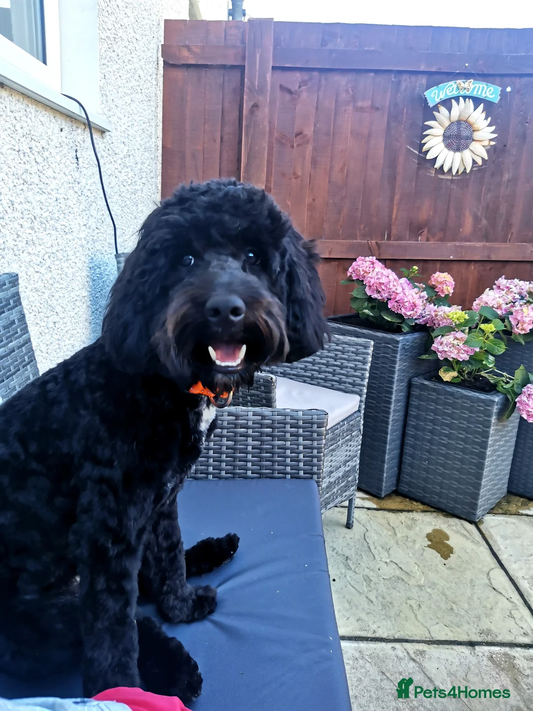 Cockapoo dogs for stud: Cockapoo for Stud  - Advert 1