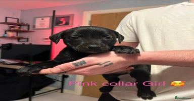 Mixed Breed dogs - Advert 7