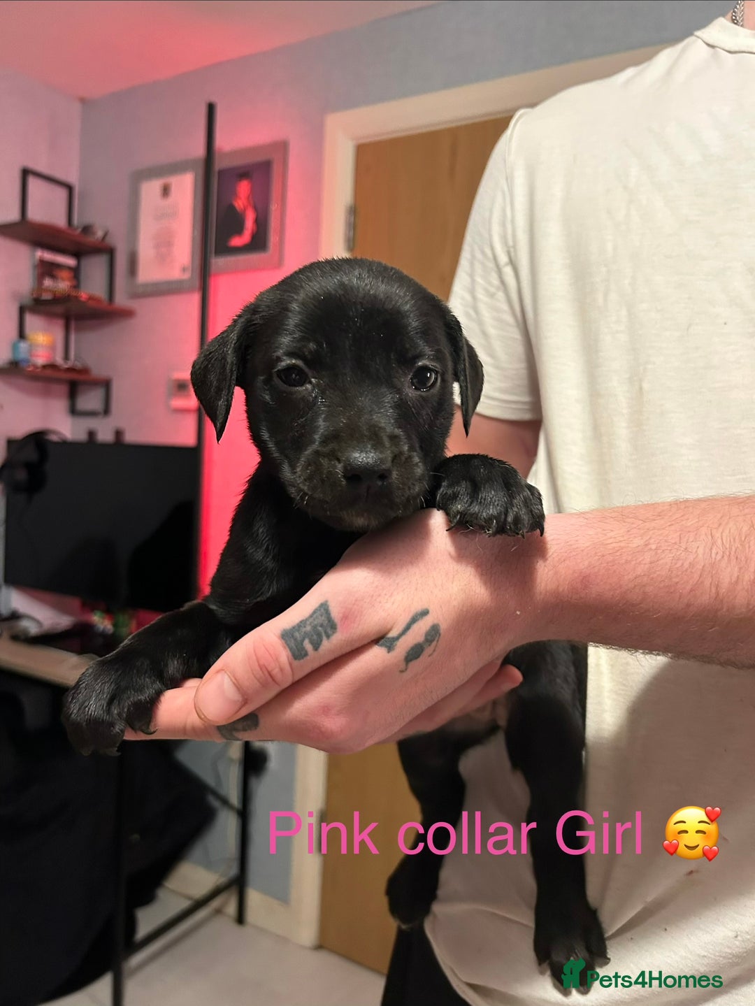 Mixed Breed dogs for sale: 2 boys and 5 girls Labrador X cross puppy’s 🥰 - Image 2