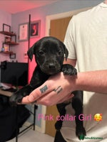 Mixed Breed dogs - Advert 6