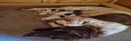 English Springer Spaniel dogs for sale: Working Springer Spaniel Puppies - Advert 9
