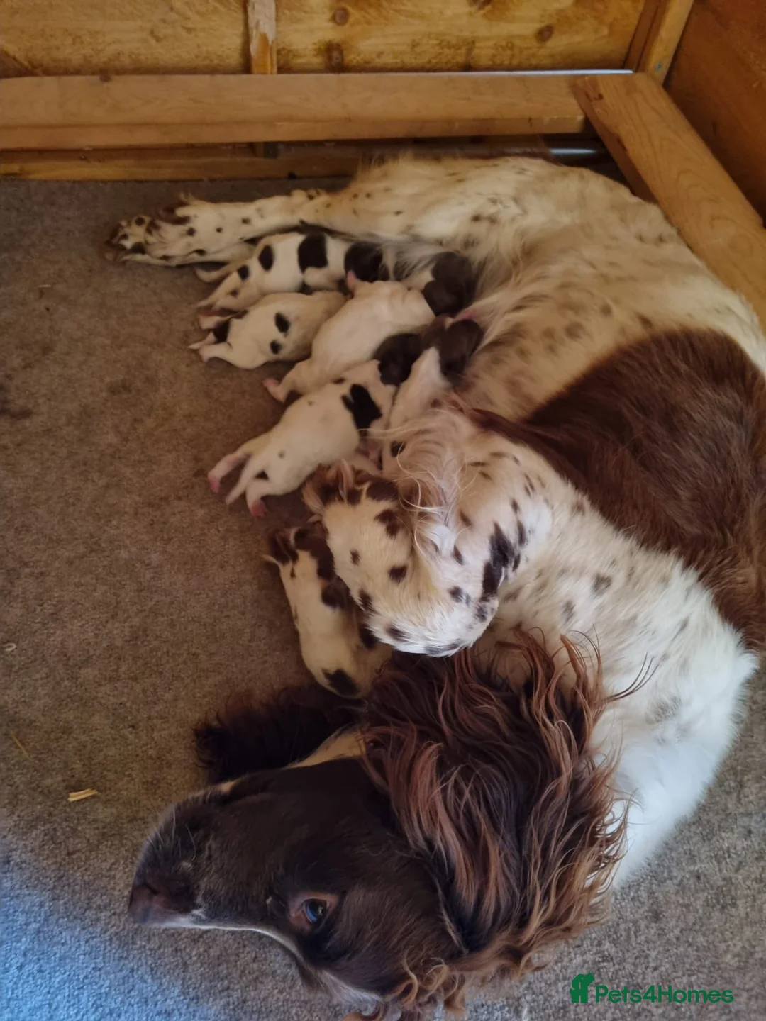 English Springer Spaniel dogs for sale: Working Springer Spaniel Puppies - Advert 9
