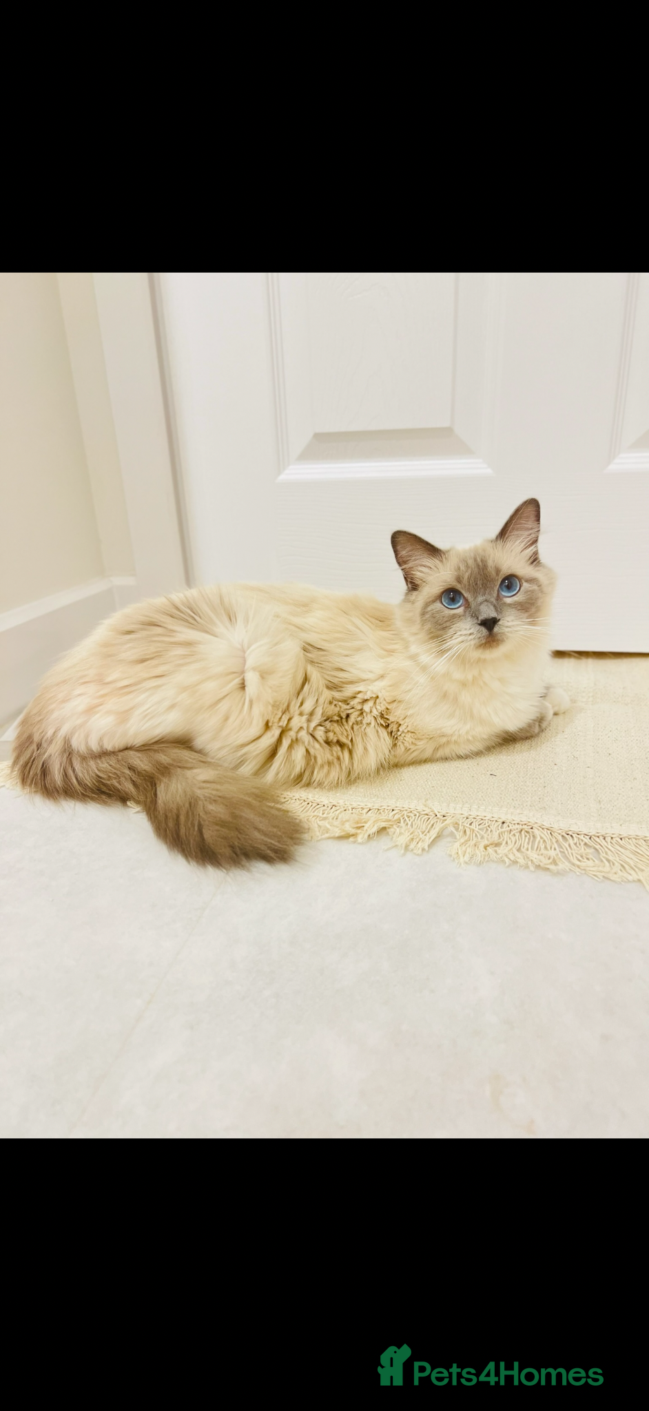 Ragdoll cats for sale: Pedigree Ragdoll Kittens - Advert 1