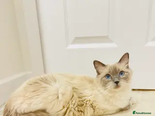 Ragdoll cats LAST 2 Pedigree Ragdoll Kittens - Advert 2
