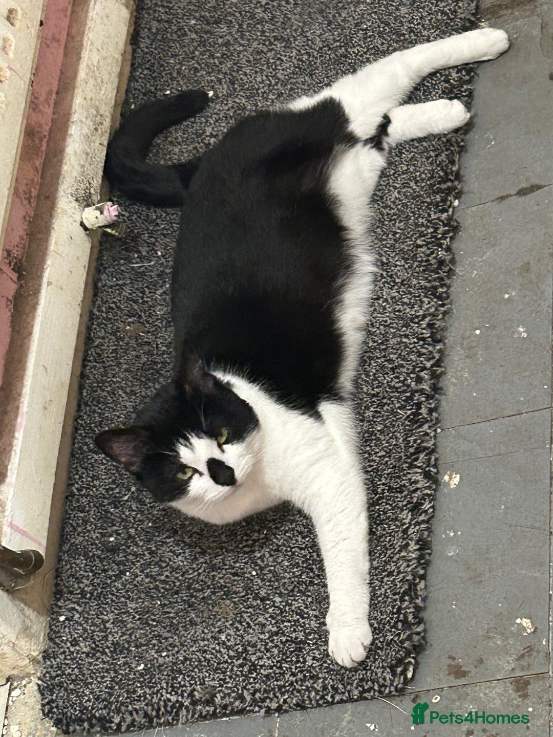 Domestic Shorthair cats for sale: Lovely female cat - Image 2