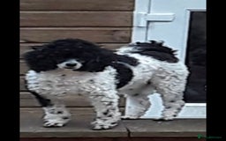 Miniature Poodle dogs for sale: Beautiful pedigree poodle  - Image 4