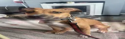 Mixed Breed dogs for sale: Greyhound cross lurcher  in Oldham - Advert 11